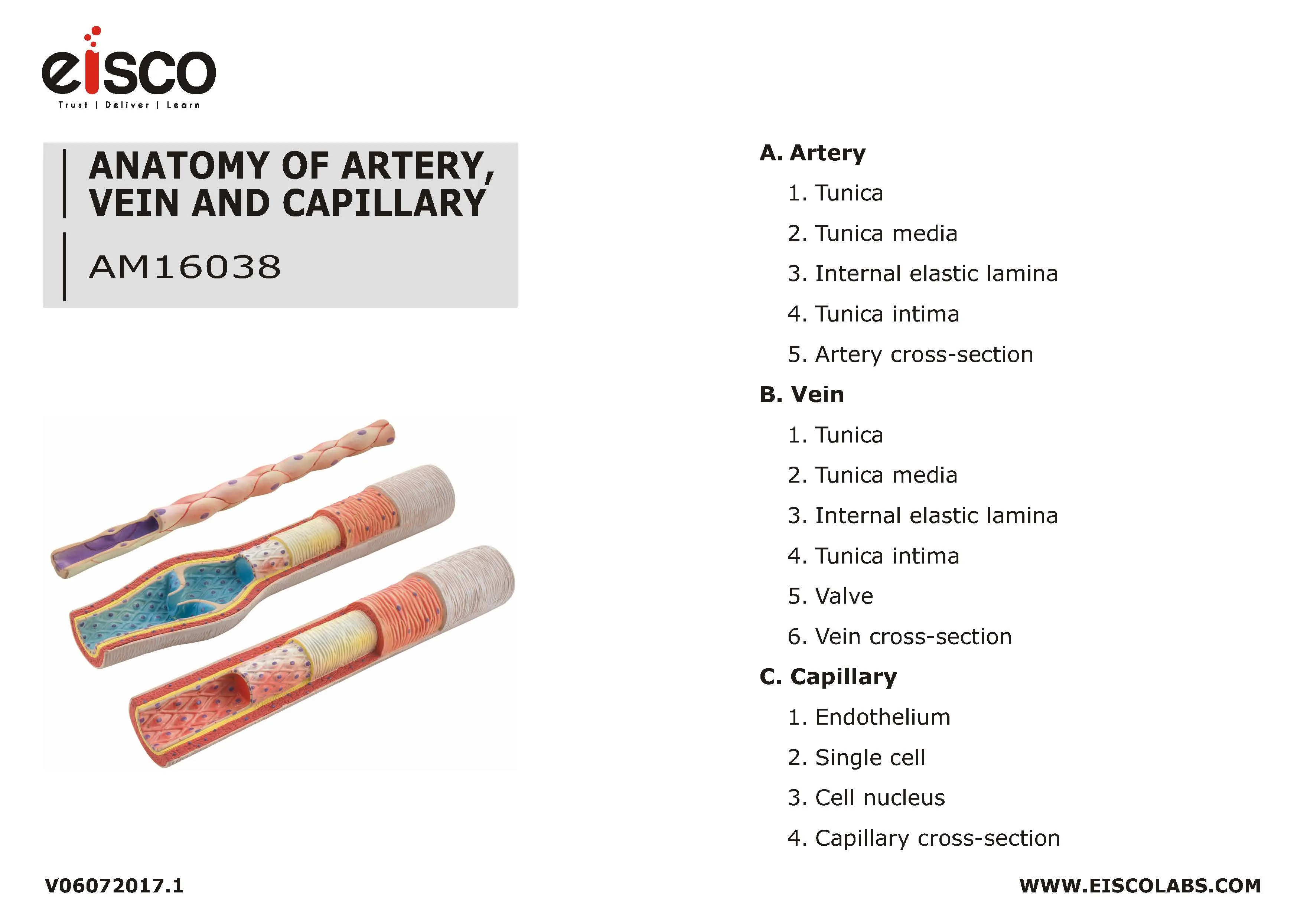 3 Piece Artery, Vein and Capillary Model Set, 13 Inch - Enlarged - Numbered - Cross Sections - Eisco Labs