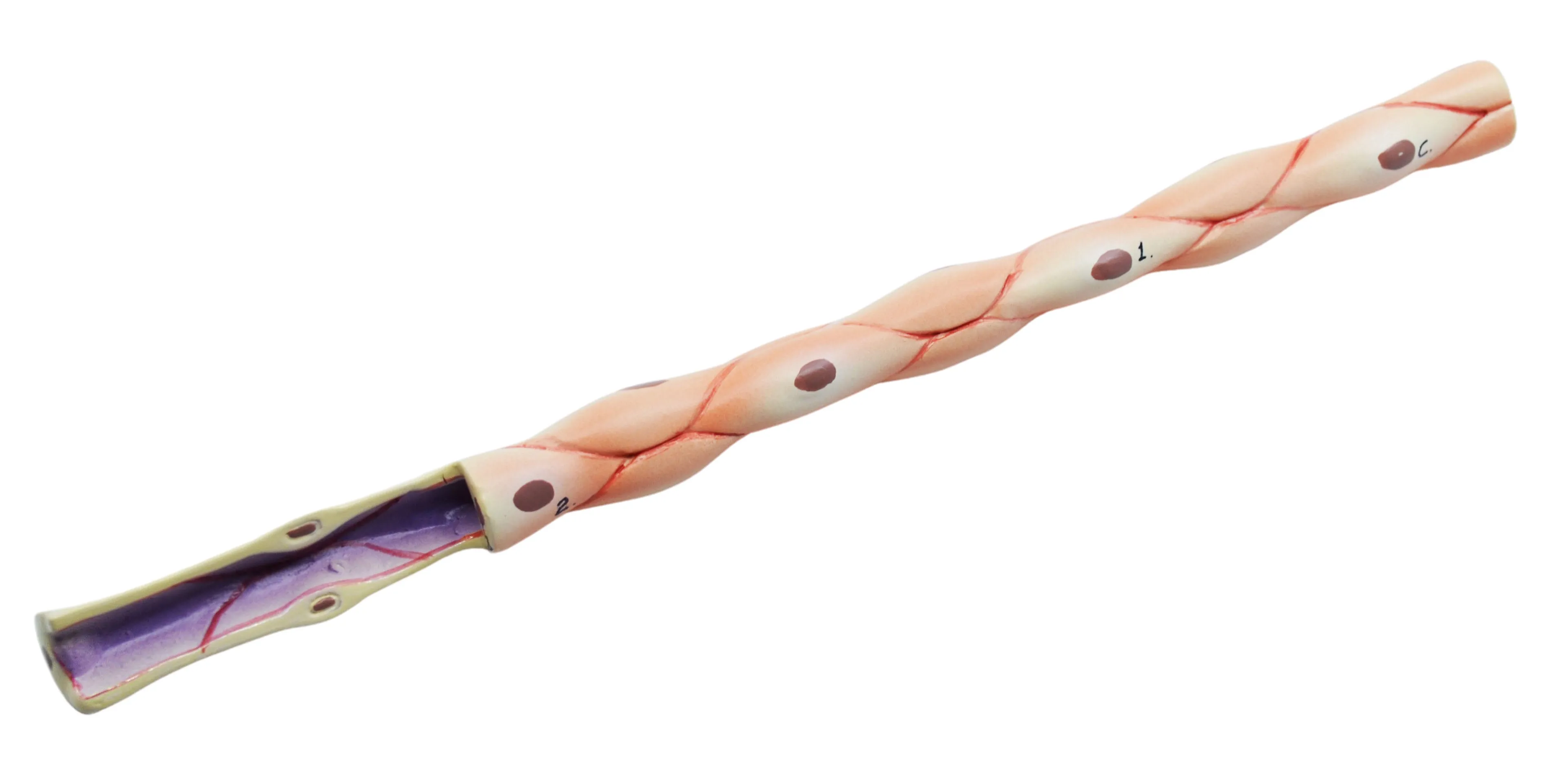 3 Piece Artery, Vein and Capillary Model Set, 13 Inch - Enlarged - Numbered - Cross Sections - Eisco Labs