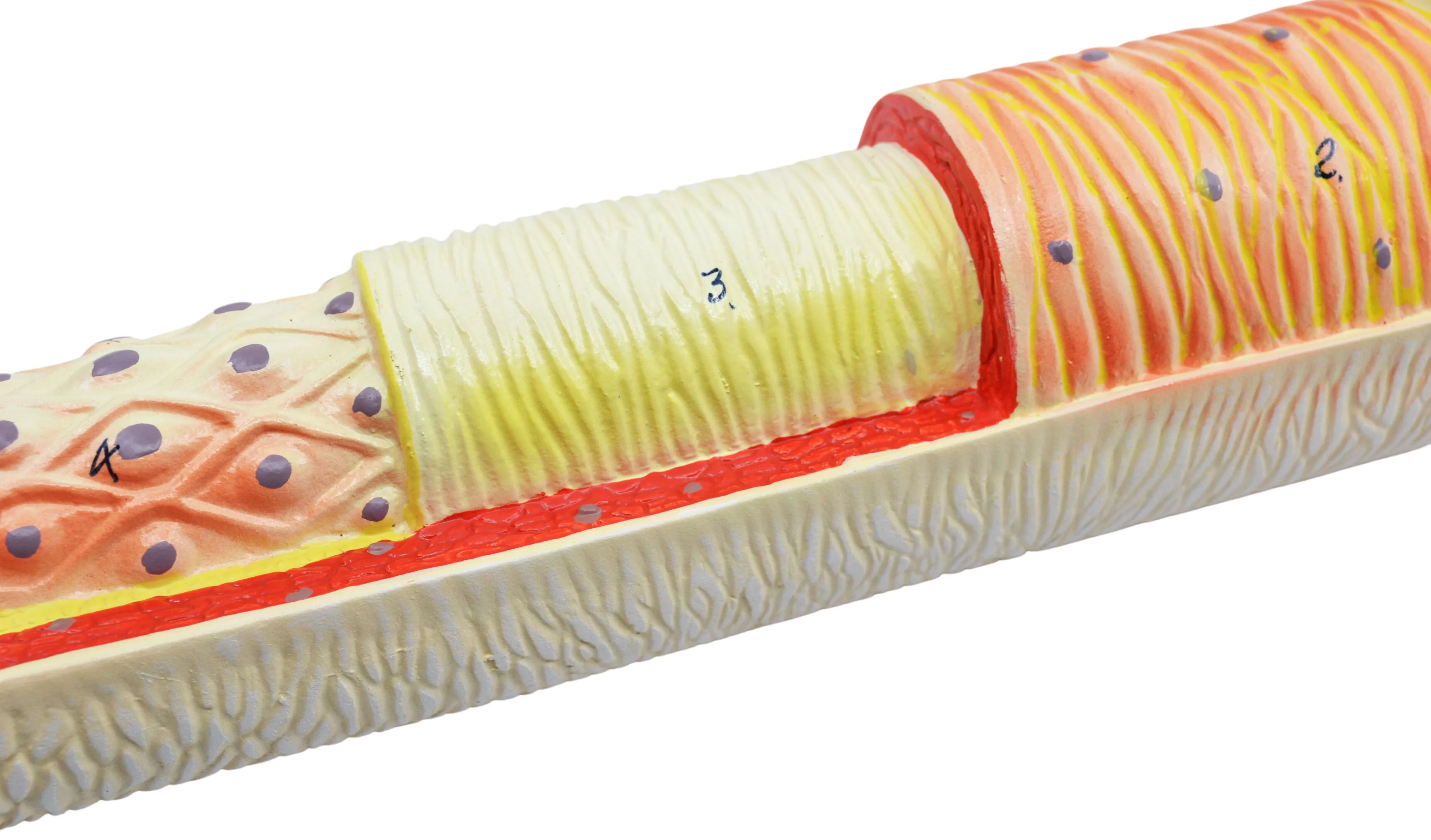 3 Piece Artery, Vein and Capillary Model Set, 13 Inch - Enlarged - Numbered - Cross Sections - Eisco Labs