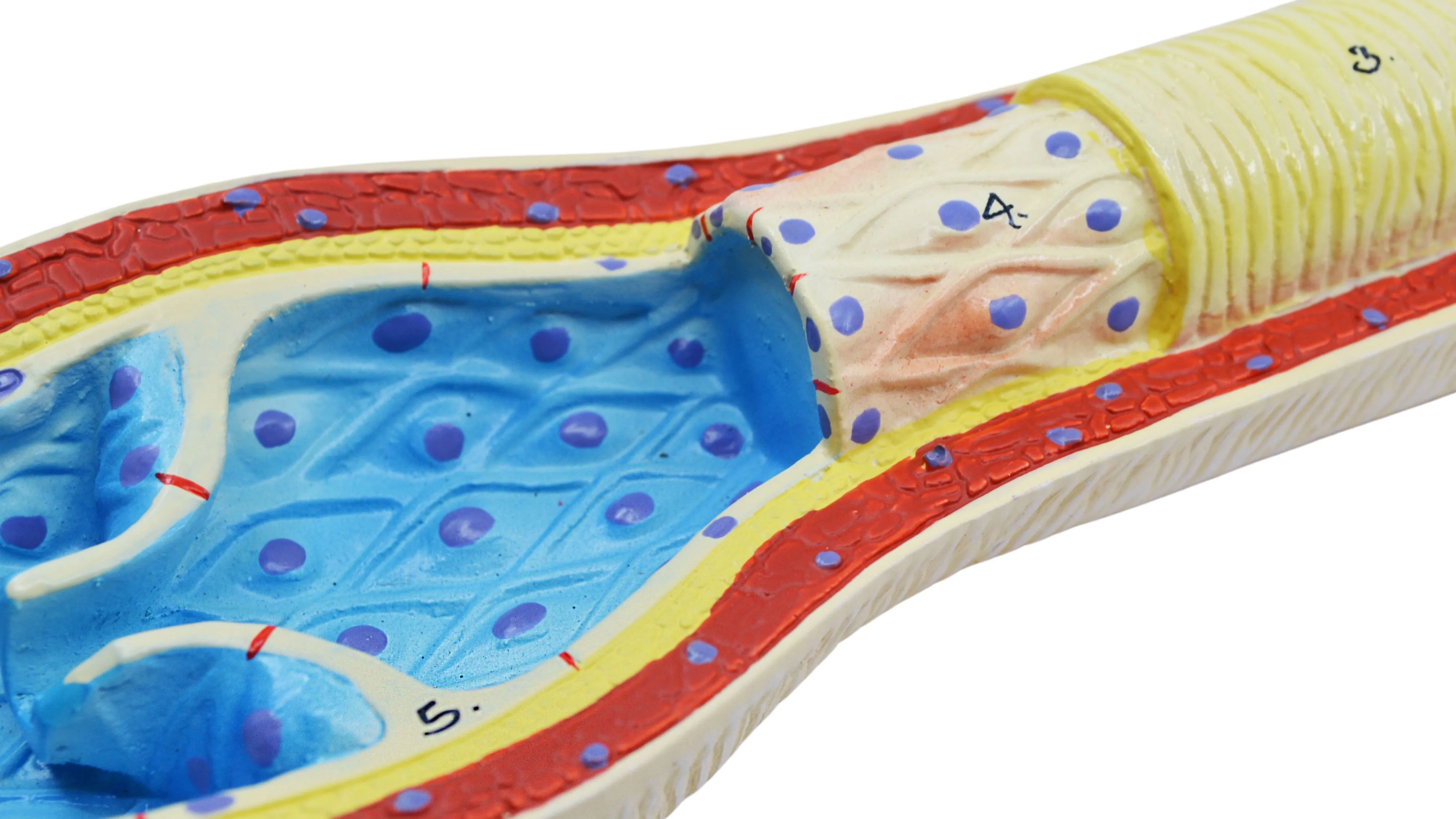 3 Piece Artery, Vein and Capillary Model Set, 13 Inch - Enlarged - Numbered - Cross Sections - Eisco Labs
