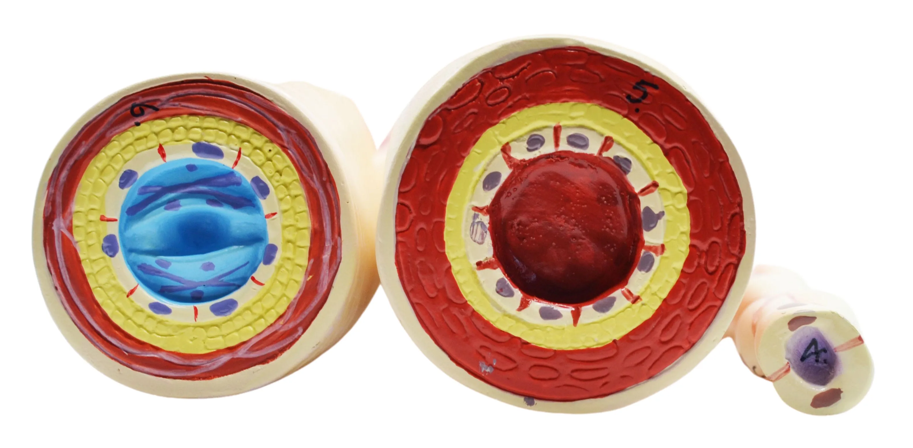 3 Piece Artery, Vein and Capillary Model Set, 13 Inch - Enlarged - Numbered - Cross Sections - Eisco Labs