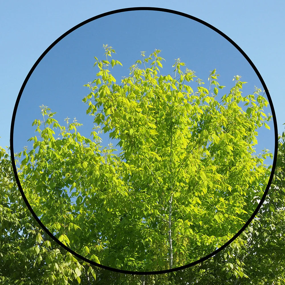 DHG Super Circular Polariser Filters