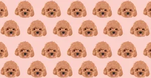 Red Toy Poodle Microfiber Pet Towel